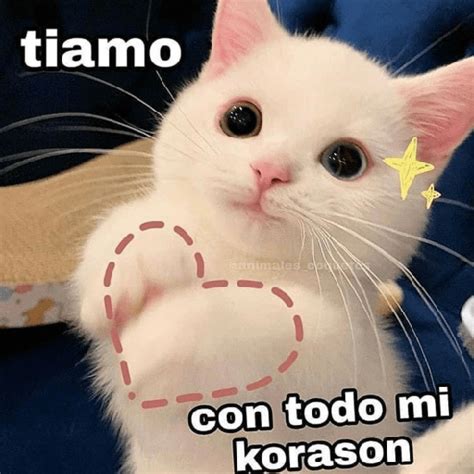 gato amor meme|amor gato gif.